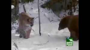 Пума против медведя