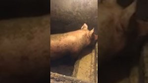 результат работы пробиотиков и Премикса для свиней на откорме от компании «Biohelper»