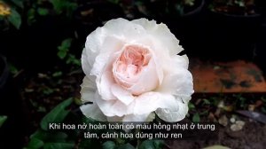 Hoa hồng ngoại cắt cành Miranda rose [DAVID AUSTIN] ngày 27/07/2017