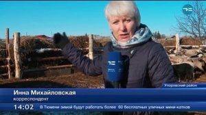 Бизнес на овцах