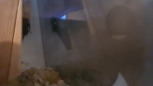 Тушканчики переехали