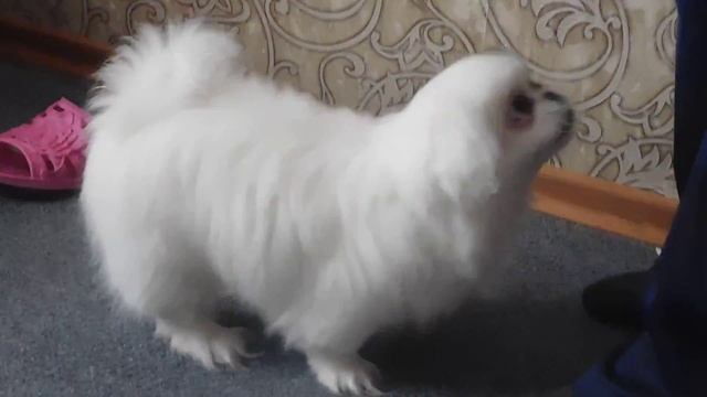 обзор моей собаки .Порода Пекинес.Часть 1 смотреть онлайн