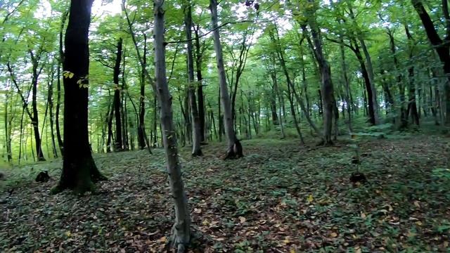 ЗДЕСЬ ГРИБОВ НЕТ! ЛЮБИТЕЛЯМ СБОРА ГРИБОВ НЕ СМОТРЕТЬ! смотреть онлайн