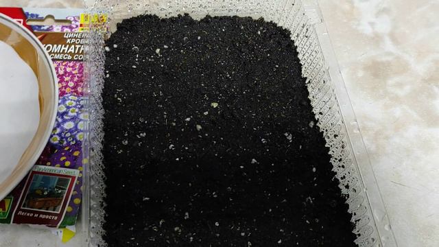 Цинерария гибридная. Посев. смотреть онлайн