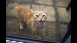 Кошка / приятные звуки для кошек / МЯУКАНЬЕ КОШЕК