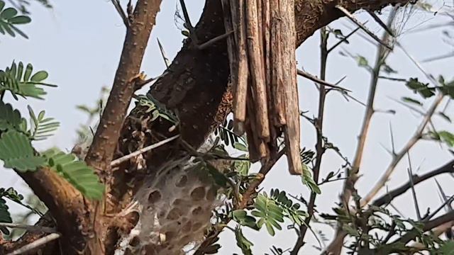 Bagworm moth on Acacia nilotica indica @Nature смотреть онлайн