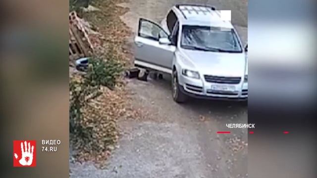 Челябинка выбросила своего сфинкса на улицу и уехала смотреть онлайн