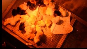 Вылупление цыплят в инкубаторе.