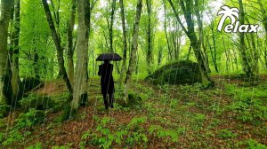 Singing Birds and the Sound of Rain in the Spring Forest