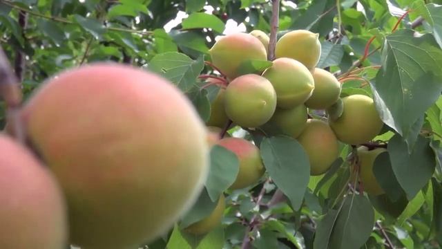 Секреты выращивания абрикосов на Урале от Валерия и Надежды Черненко смотреть онлайн