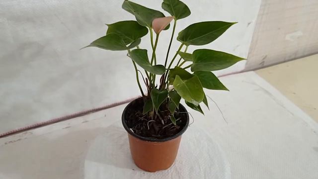 SKU - ARCFP02, Anthurium Pink Color Flowering Plant смотреть онлайн