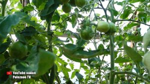 НЕВЕРОЯТНО КРАСИВЫЙ И ВКУСНЫЙ ТИГРОВЫЙ СОРТ ТОМАТОВ