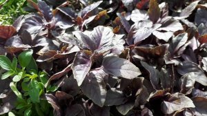 Purple basil - grow & care (Ocimum basilicum)