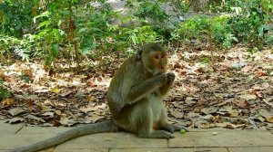 Cute Baby Need Milk Form Momma l But Young Monkey Kidna-pperb baby l So Lovely Monkey