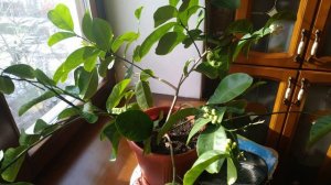 Лимон Пандероза, урожай поспел