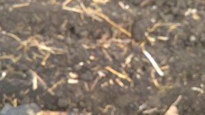 коп с другом нашли много ранних советов