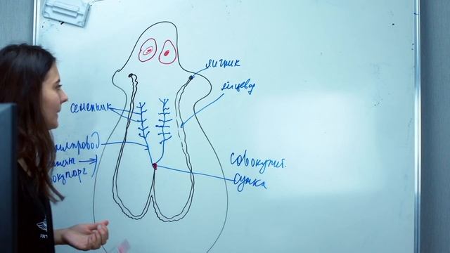 Репродуктивная система плоских червей смотреть онлайн