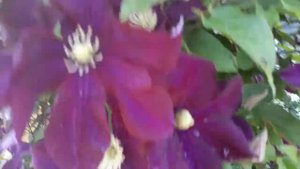 #сад #клематис / Клематиса Варшавская Найк ( лат. clematis Warszawska Nike). Особенности ухода