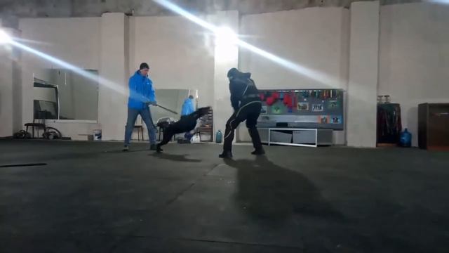 доберман Альма. защита 11,03,21 смотреть онлайн