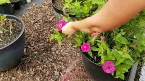 Садовый букет цветов. Что сделать чтобы цветы стояли долго в вазе?