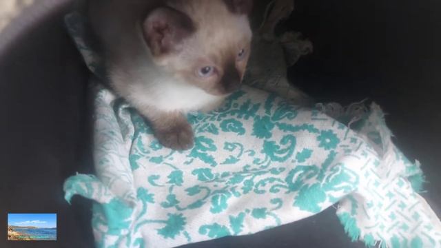 Делаем котенку первую прививку смотреть онлайн