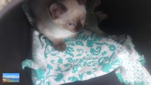 Делаем котенку первую прививку