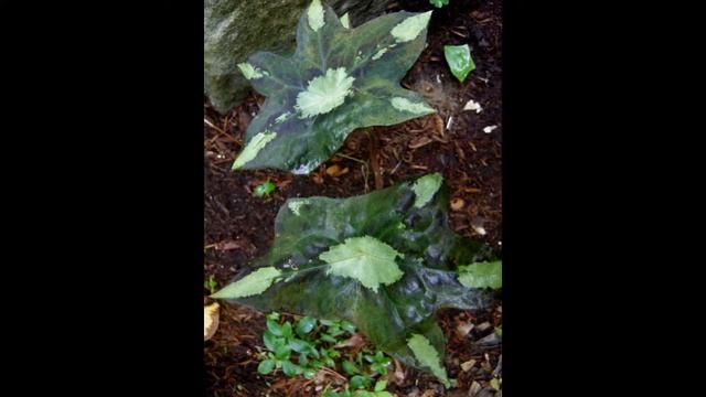 ПОДОФИЛЛ (PODOPHYLLUM) сем. Подофилловые смотреть онлайн