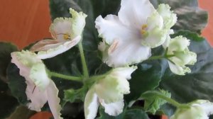 Трипсы на фиалках Съемка крупным планом