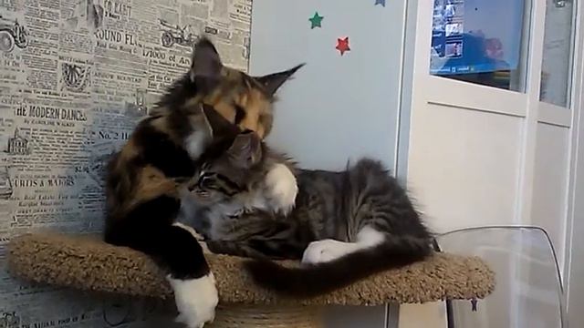 MCO Red Gates Don Carlione и мама Ursulina смотреть онлайн