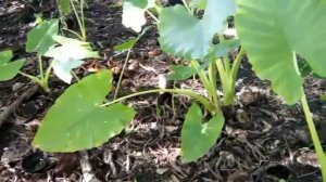 BADIANG (Alocasia macrorrhizos)/Alocasia plant