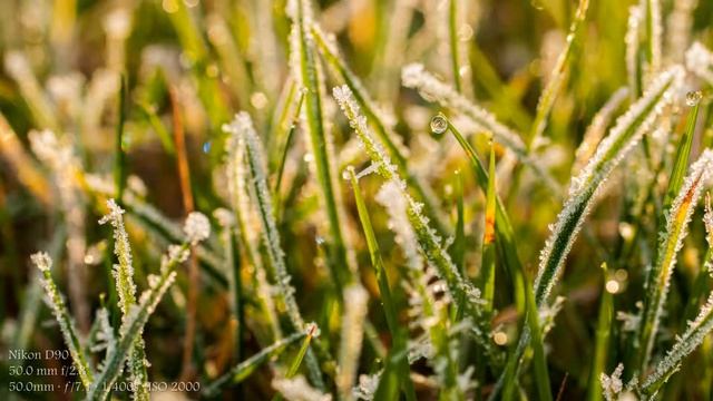 Nikon D90 Sample Images | Nikon D90 Test смотреть онлайн