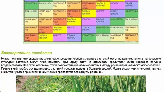 Правильный севооборот и совместимость растений