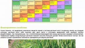 Правильный севооборот и совместимость растений