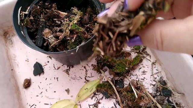 TIVE QUE REPLANTAR A CATTLEYA FORBESII 😱 URGENTE!!! VEJA COMO ESTAVA O SUBSTRATO DELA!!!! смотреть онлайн