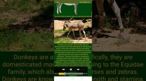 Virtual Zoo App - Built in MIT App Invertor