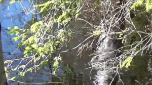 Поймать рыбу во вторую воду #2 Куда кинуть сеть при такой воде