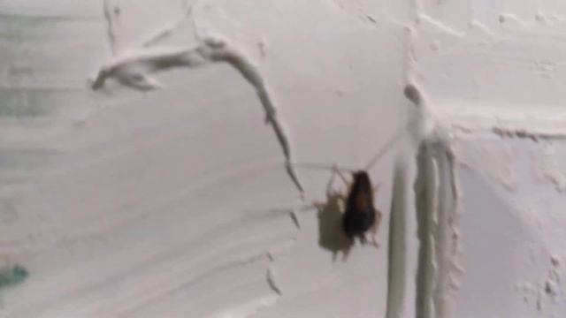 Таракан таракан тараканище против карандаша Машенька. смотреть онлайн