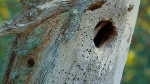 Гнезда птиц