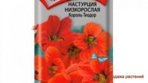 Настурция низкорослая Король Теодор ? обзор: как сажать, семена настурции Король Теодор