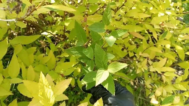 Зеленые побеги на декоративнолистных кустарниках. Зеленые листья на пестрых растениях. Что делать?