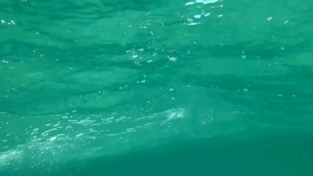 Медузы Черного моря