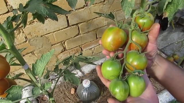 Урожай помидоров сорта "Де-Барао" после затяжных ливней. смотреть онлайн