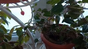 Зимовка молодых фуксий.