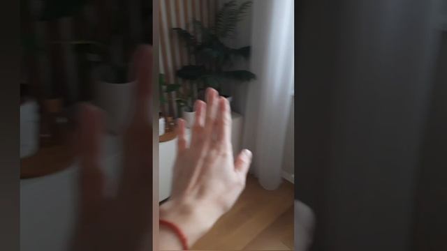 Желтеют листья у Спатифиллума - неочивидная причина - мой опыт смотреть онлайн