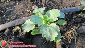 Обязательно посадите эти цветы у себя в саду!  Ирландские колокольчики или Молюцелла ПОСАДКА УХОД