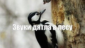 Звуки дятла в лесу