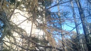 На этом видео показаны бальные иглы сосны болезнь называется шютте