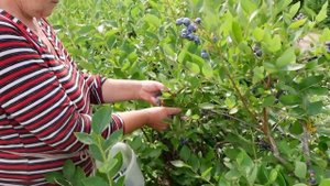 Как устроена промышленная плантация голубики