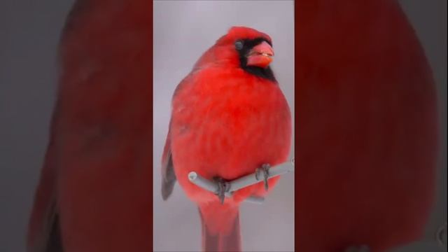 Птица Красный кардинал | Red cardinal