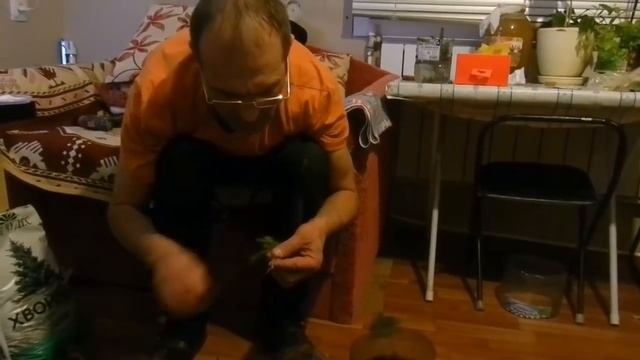 размножаем хвойные растения (ель,туя,сосна)